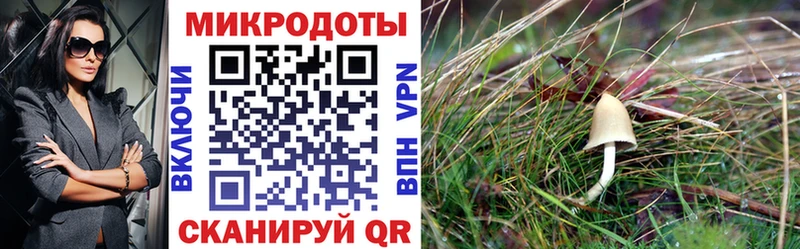 дарнет шоп  Верхняя Пышма  ОМГ ОМГ как войти  Галлюциногенные грибы GOLDEN TEACHER 